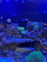 Closing down marine fish tank pics save listing all