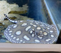 Stingray pups for sale - only 2 left