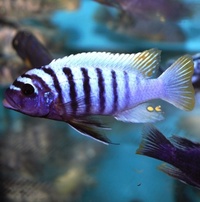 Wild Malawi Cichlids