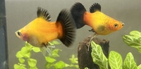 2 x Platys Free