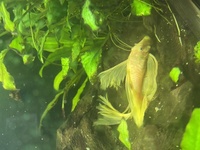 Longfin Albino Pleco