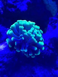 Marine corals and fish for sale