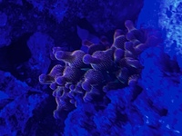 Marine corals and fish for sale