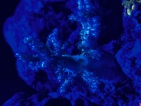 Marine corals and fish for sale