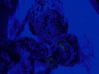 Marine corals and fish for sale