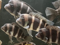 Frontosa Blue Zaire inches Kitumba and Moba leleupi - Lemon Cichlid and Gold Head Compressicep