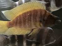 Frontosa Blue Zaire inches Kitumba and Moba leleupi - Lemon Cichlid and Gold Head Compressicep