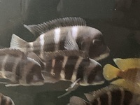 Frontosa Blue Zaire inches Kitumba and Moba leleupi - Lemon Cichlid and Gold Head Compressicep