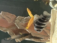 Frontosa Blue Zaire inches Kitumba and Moba leleupi - Lemon Cichlid and Gold Head Compressicep