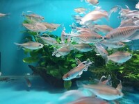 Congo tetras