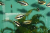 Young Emperor tetras for sale