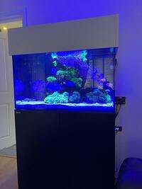 Red Sea 250 with full stock of fish and corals