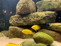 CHEAP - Breeding Malawi Groups For Sale - Updated