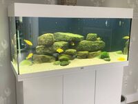 CHEAP - Breeding Malawi Groups For Sale - Updated