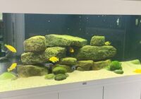 CHEAP - Breeding Malawi Groups For Sale - Updated