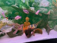 Multiple fishes - jewel cichlids, dollar, clown loach