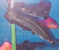 Heteropneustes fossilis Catfish 5/6" x 2