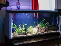55 Gallon Aquarium + Gear + Fish for Sale