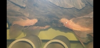 Breeding group super red bristlenose pleco (3m 2f)