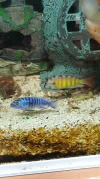 Malawi cichlids comunity