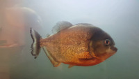 6 x Adult Red Bellied Piranha (Pygocentrus Nattereri) £75.00 each