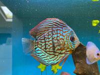 3 Stendker Discus for sale £10 each