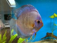 3 Stendker Discus for sale £10 each