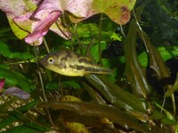 Dwarf puffers,Chela dadiburjori