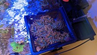 anemones for sale