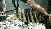 SOLD 14-22 inches A FEW LARGE Datnioides microlepis – Indonesian Tiger fish - stunning FS