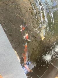 Different sized koi fish