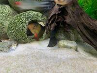 3 Clown Loaches