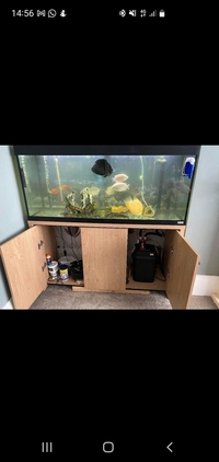 Tropical fish and full tank set up