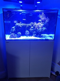 Red Sea Reefer 250 complete set up