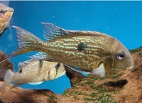 REAL Geophagus Surinamensis maroni river F2