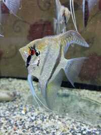 Large Silver x Blue and small koi ANGELFISH