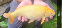 Koi fish