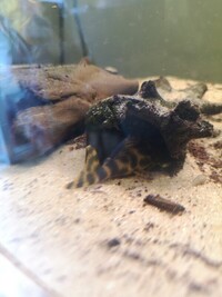 Various plecos and tropical fish