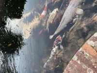 Koi and goldfish
