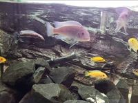 Malawi Cichlids For Sale Dundee