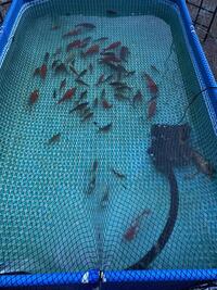 50 Koi fish for sale