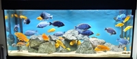 German Red Yellow Lab Cichlid Labidochromis caeruleus £10