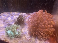 Some nice corals for sale large pink/red Goni,elegance and gold torch
