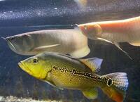 Reduced: Oddballs Bass, Bichirs, etc - Preston / Shipping