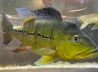 Reduced: Oddballs Bass, Bichirs, etc - Preston / Shipping