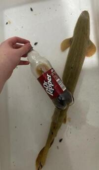 Reduced: Oddballs Bass, Bichirs, etc - Preston / Shipping