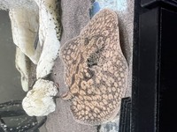 Predator fish for sale