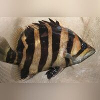 ALL SOLD NOW  VERY RARE LARGE DATNOIDS TIGER FISH FOR SWAP OR SALE Datnioides microlepis – Indonesian Tiger fish - stunning FS
