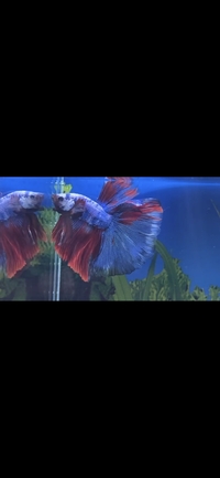 Male and female half moon betta pair