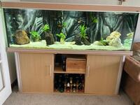 Large Fish Tank 6ft x 2ft full Tanganyika / Tropheus setup